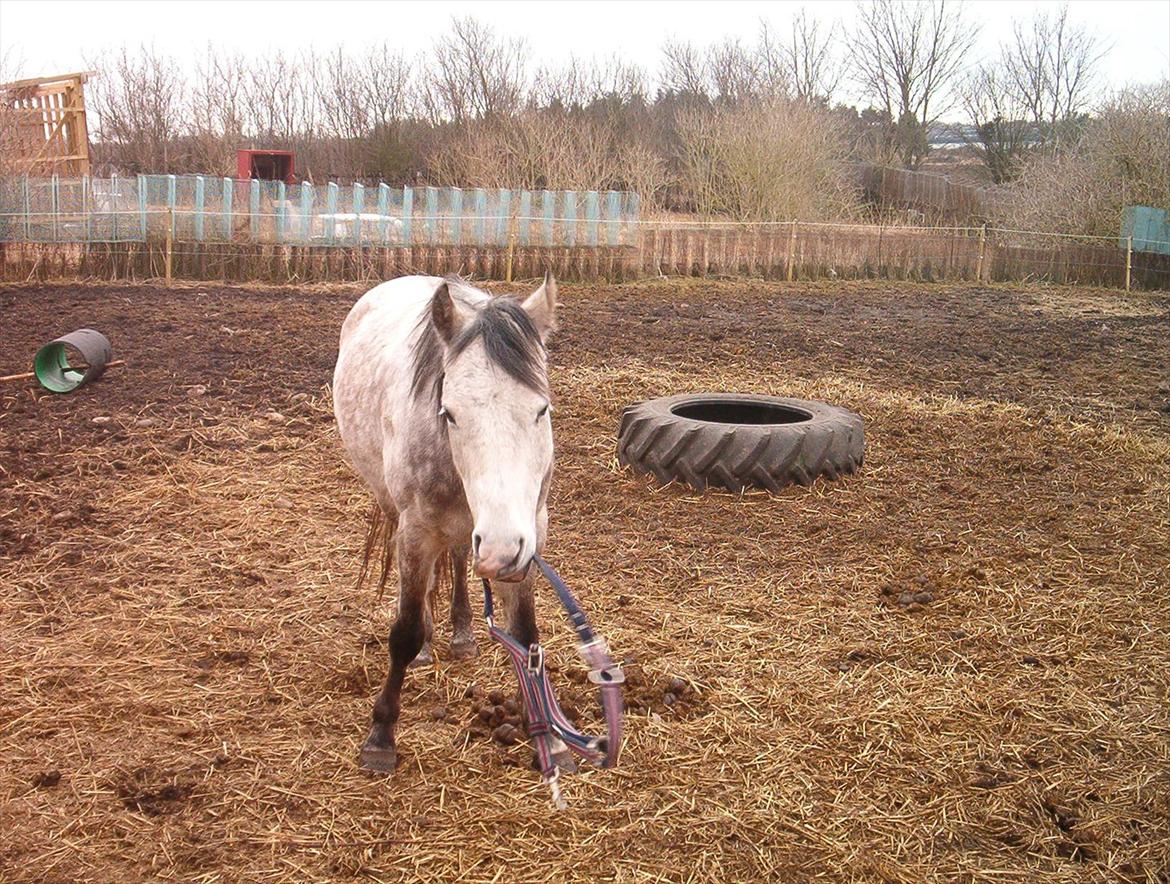 Welsh Partbred (Sec F) Shimano - Nu har jeg altså været på fold længe nok. Jeg vil have grime på nu! billede 14