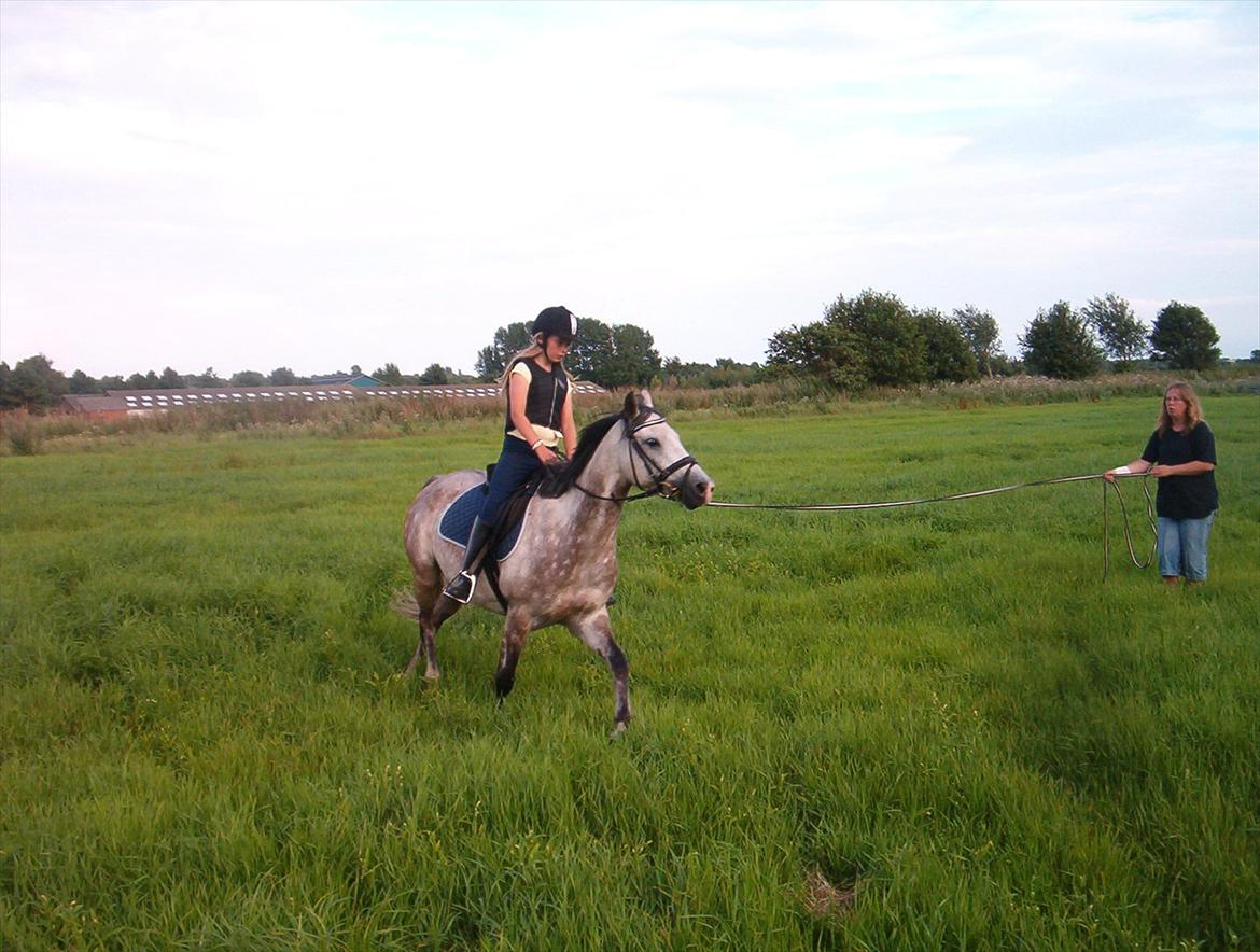 Welsh Partbred (Sec F) Shimano - Marlene, du longerer jo som en brækket arm... billede 15