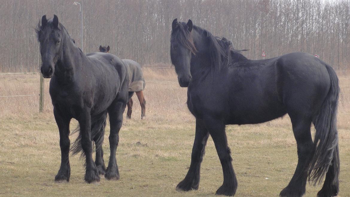 Frieser Twan (solgt) billede 12