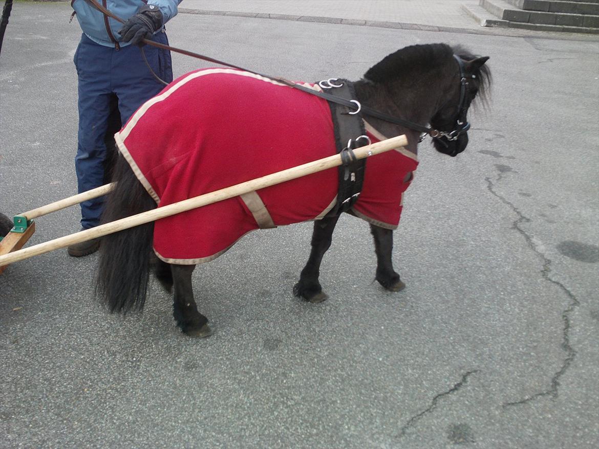 Shetlænder Max billede 2