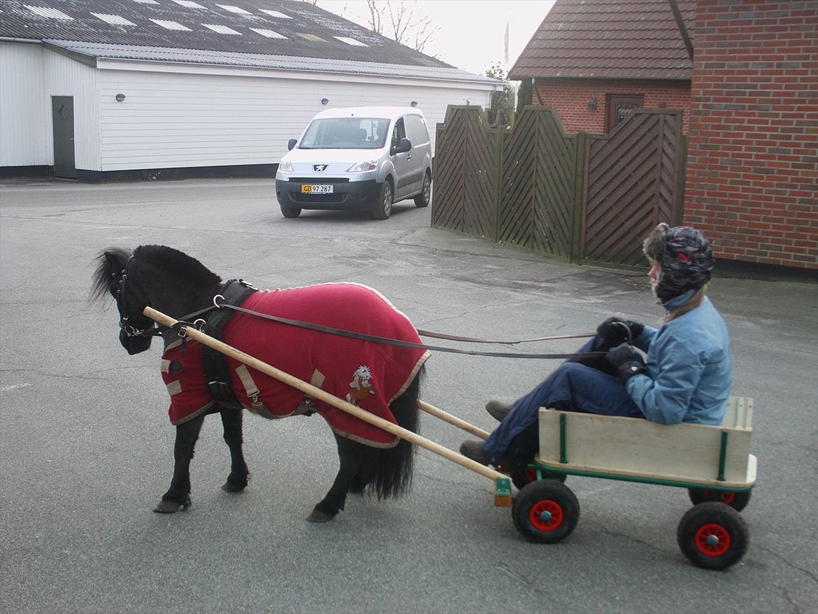 Shetlænder Max billede 3