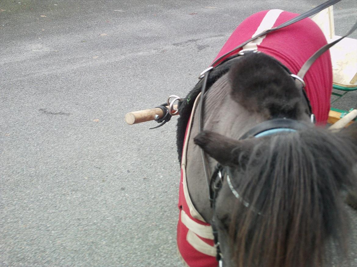 Shetlænder Max billede 4