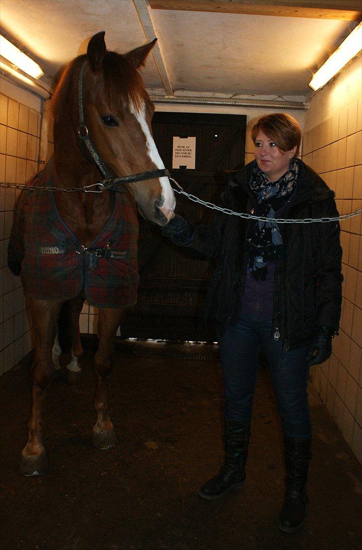 Dansk Varmblod Samwise gamgee - Min hest og min mor :') Foto: Mig d. 6. Marts 2012 billede 11