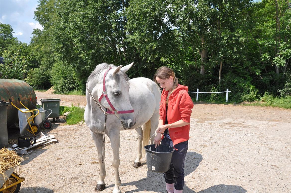 Arabisk fuldblod (OX) Wathana - - Når livet ser mest sort ud, så kig mod himlen og tænk på hvad du har og ikke hvad du har haft!
 billede 14