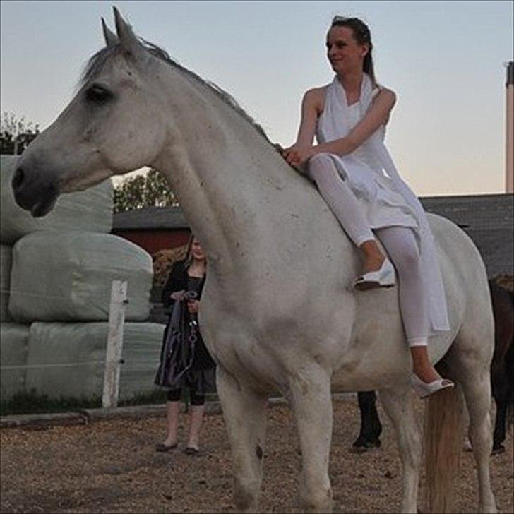 Arabisk fuldblod (OX) Wathana - - For verden er du måske bare en person, men for en person er du måske hele verden.
 billede 15