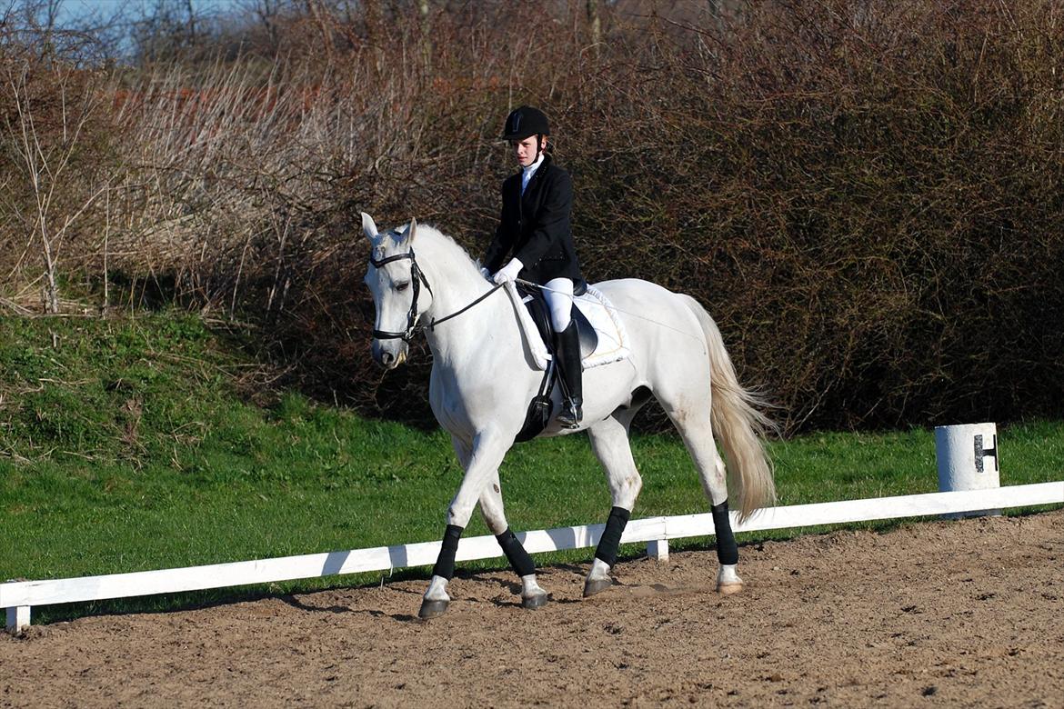 Arabisk fuldblod (OX) Wathana - - Jeg saa i dine øjne den sødest engel, en engel saa smuk at du forsvandt ind i min sjæl, du ramte mit hjerte med dit dybe bløde blik, din kærlige hånd rørt blidt min kind..du vil for altid bo i mit sind
 billede 16