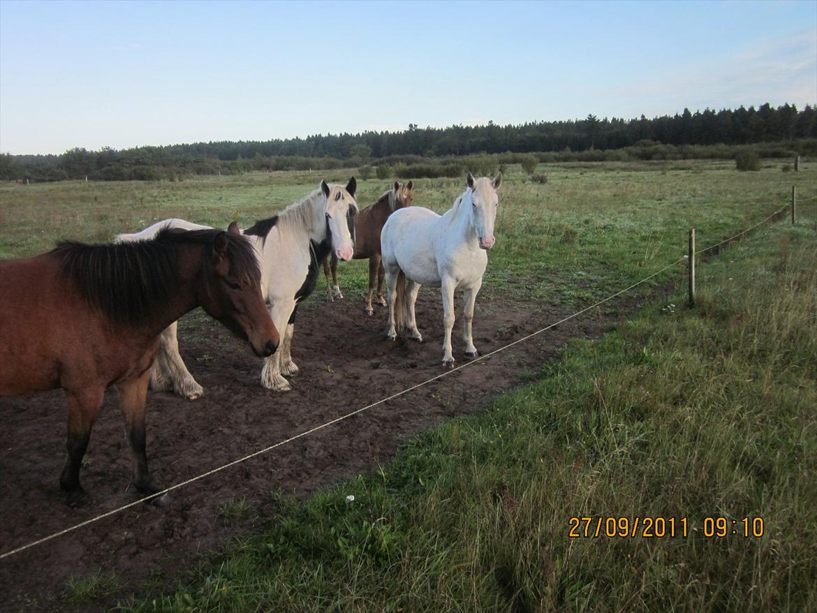 Irish Cob Bisgaards Lucca billede 12