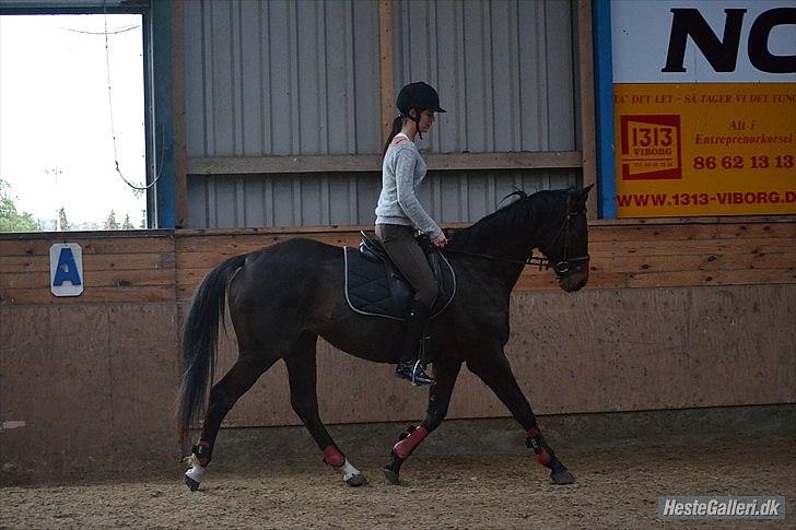 Fuldblod (XX) Adept  SOLGT - Første gang i ridehus :) billede 10