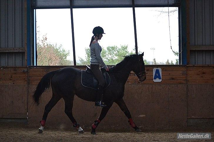 Fuldblod (XX) Adept  SOLGT billede 11