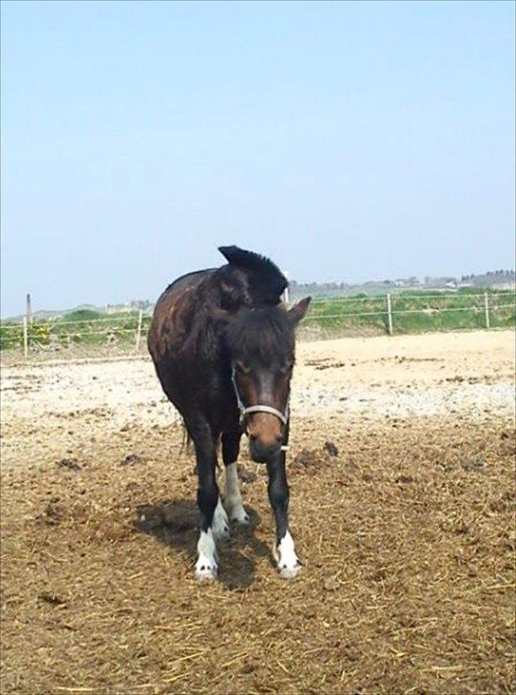 Anden særlig race Tøsen - Perfekte!<3 billede 18