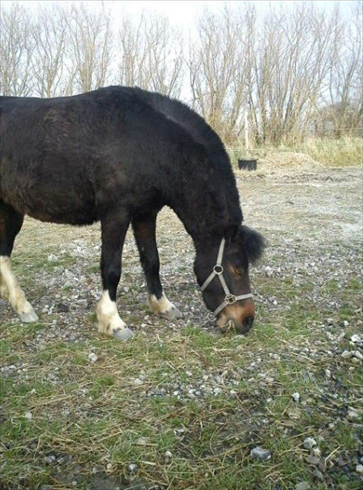 Anden særlig race Tøsen - Perfekte!<3 billede 19