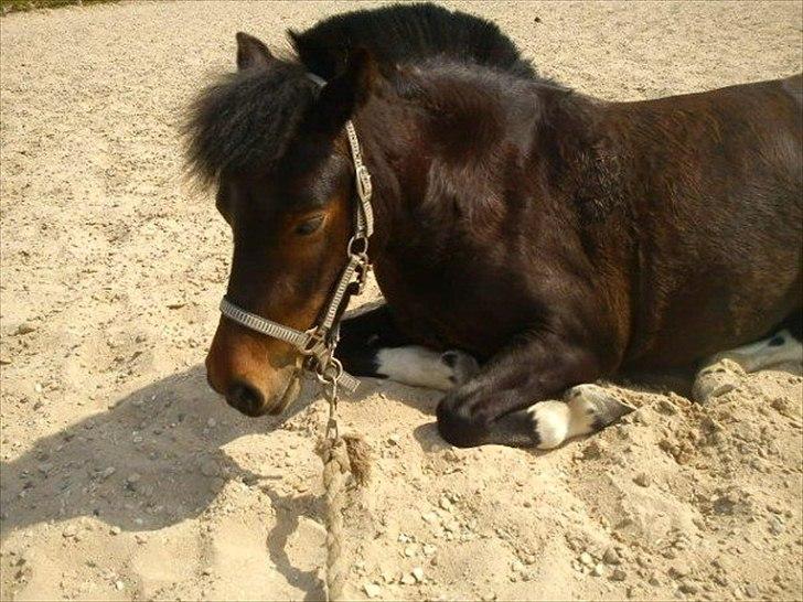 Anden særlig race Tøsen - Perfekte!<3 - Den lille Tøsen kan ligge på komando :) billede 20