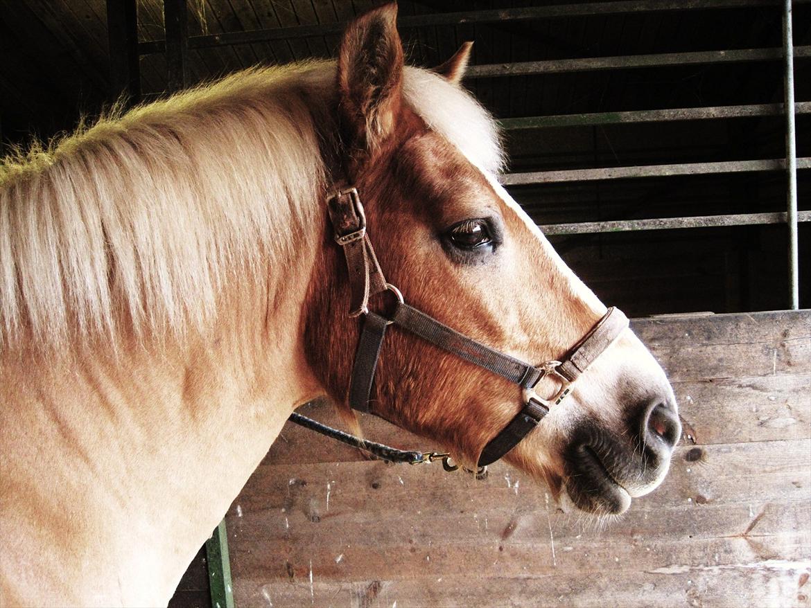 Haflinger Nina [Himmelhest] billede 5
