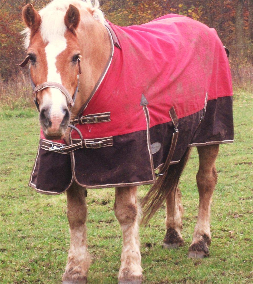Haflinger Nina [Himmelhest] billede 11