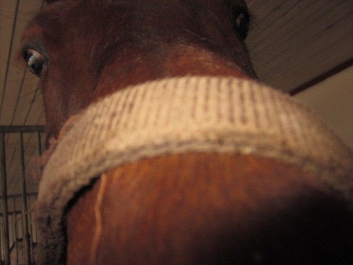 Anden særlig race Minali - Close up. billede 8