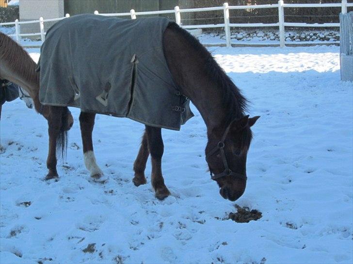 Anden særlig race Minali - Minali på fold. billede 4