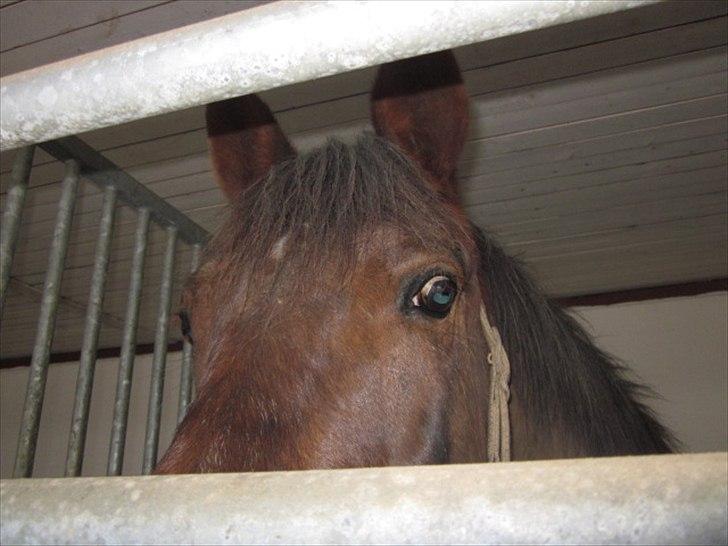 Anden særlig race Minali - Close up. billede 9