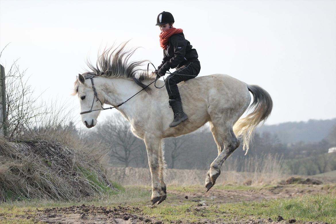 Anden særlig race Toby - Min "spanske" hest, i en capriole :-)

D. 5 Marts 2012
Julie Erlang billede 5