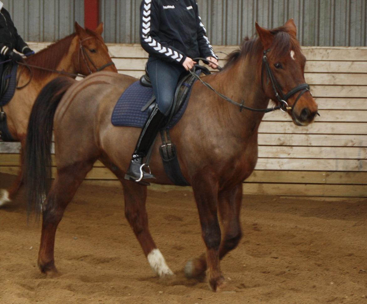 Anden særlig race Minali - FBT Foto
Minali skridtes varm 6. Marts 2012 billede 2