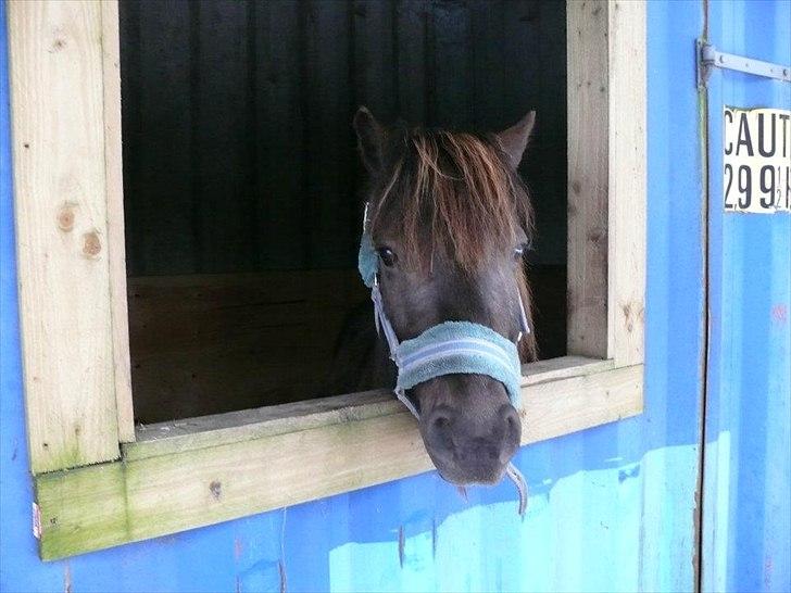 Anden særlig race Smokey billede 12