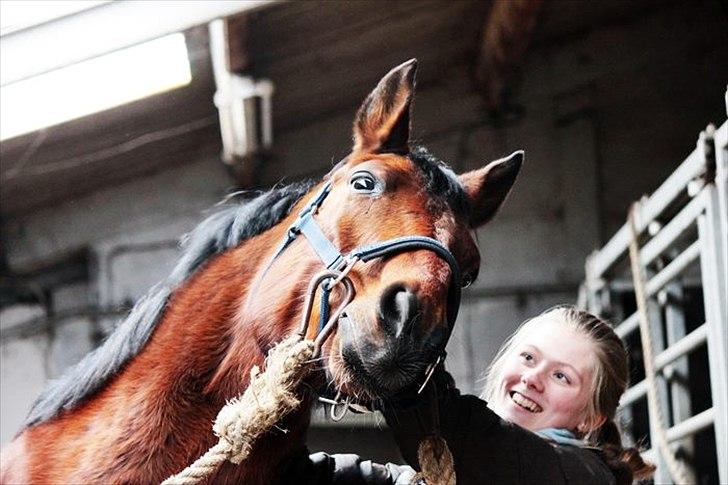 Tysk Sportspony Arking Jump.  - Bullerhesten. - "Hvis kærlighed er en illusion, så til helved med virkeligheden."

- HAR ENDELIG FUNDET HANS KLØPUNKT!


 billede 4