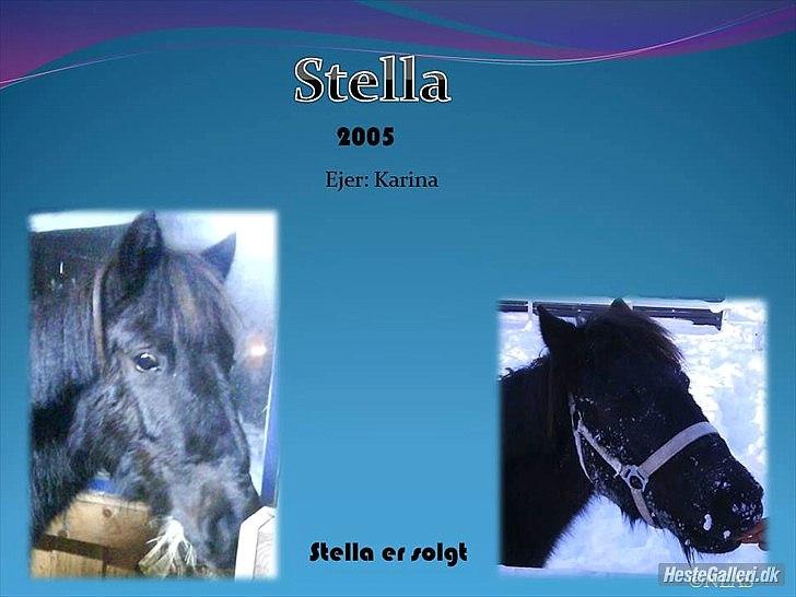 Shetlænder stella billede 11