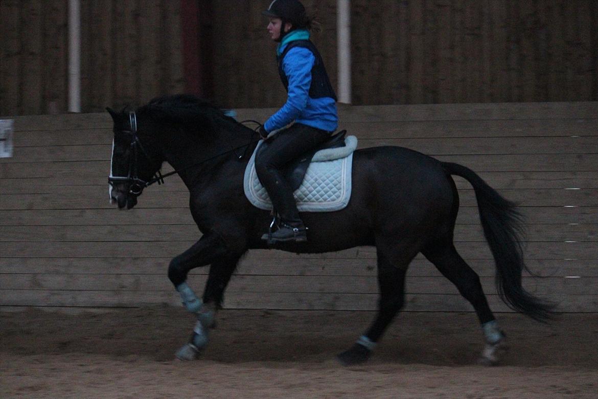 New Forest Adam af wrångebäck - En lille galop inden vi skal springe :D
Foto: Rikke <3 billede 9