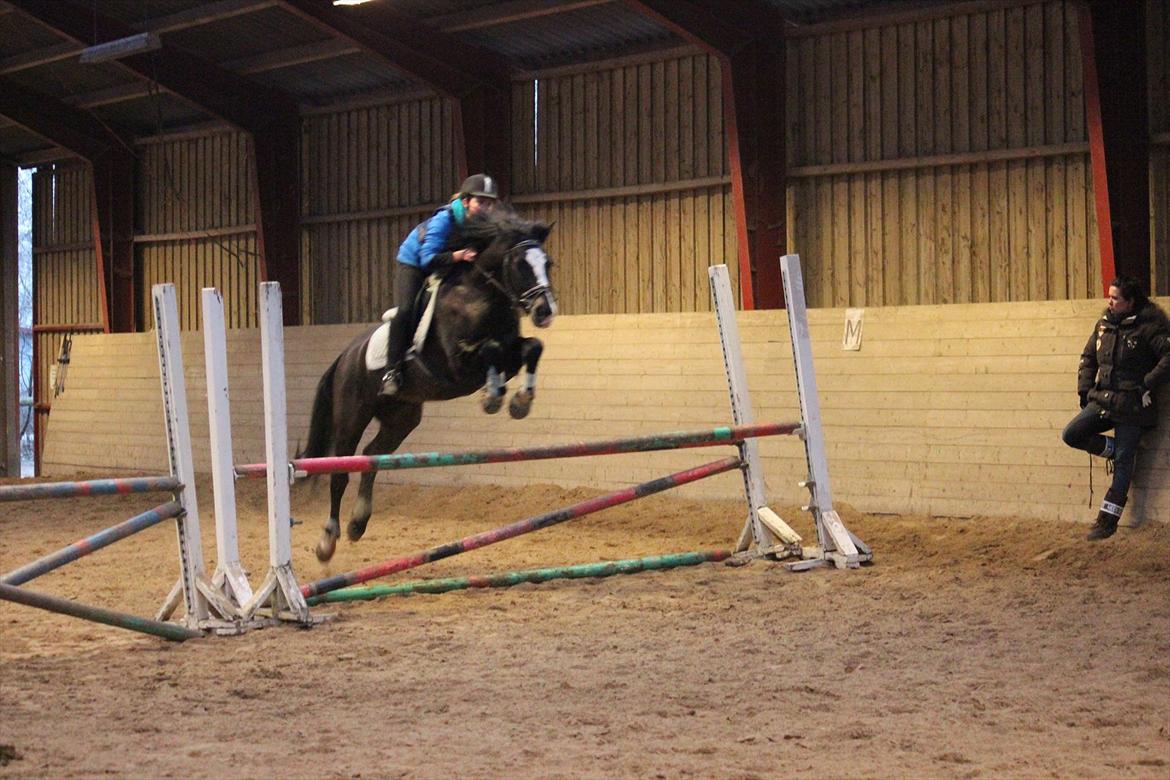 New Forest Adam af wrångebäck - Mig og Adam over en lille okse :)
Foto: Rikke <3 billede 11