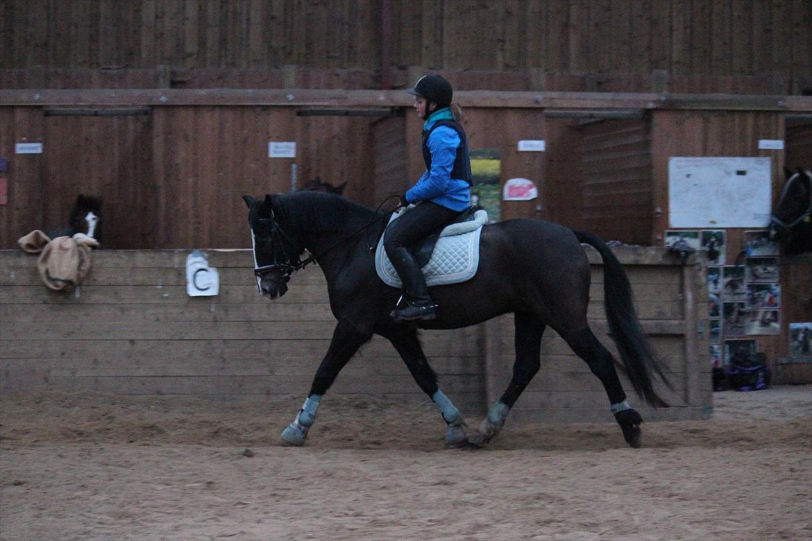 New Forest Adam af wrångebäck - Den skønne trav på den skønne Adam :)
Foto: Rikke <3 billede 12