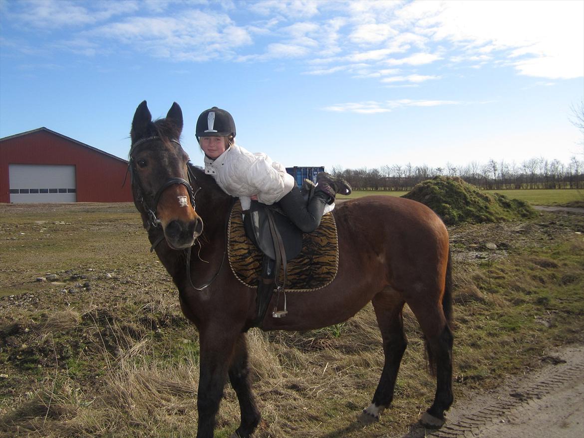 Anden særlig race bella R.I.P elskede hest billede 2