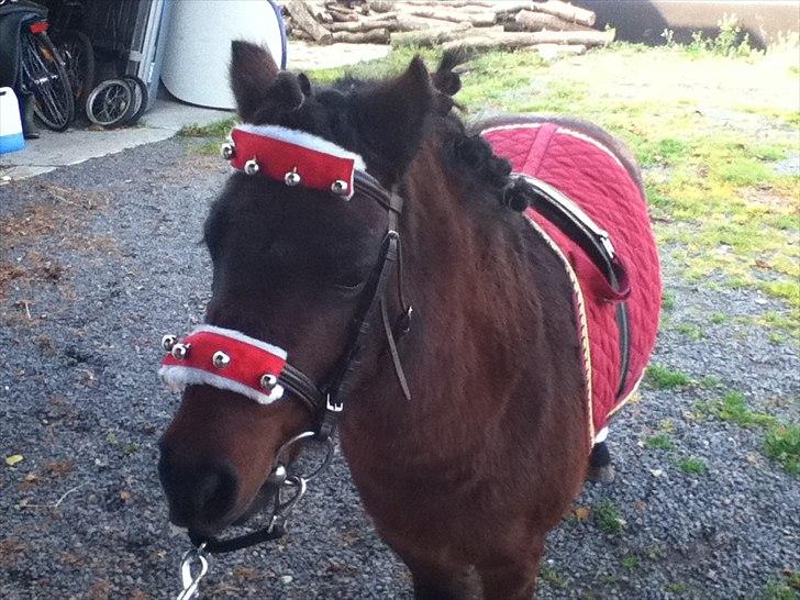 Shetlænder Smilled's Emma - jeg får min lille pige i gave :D billede 6