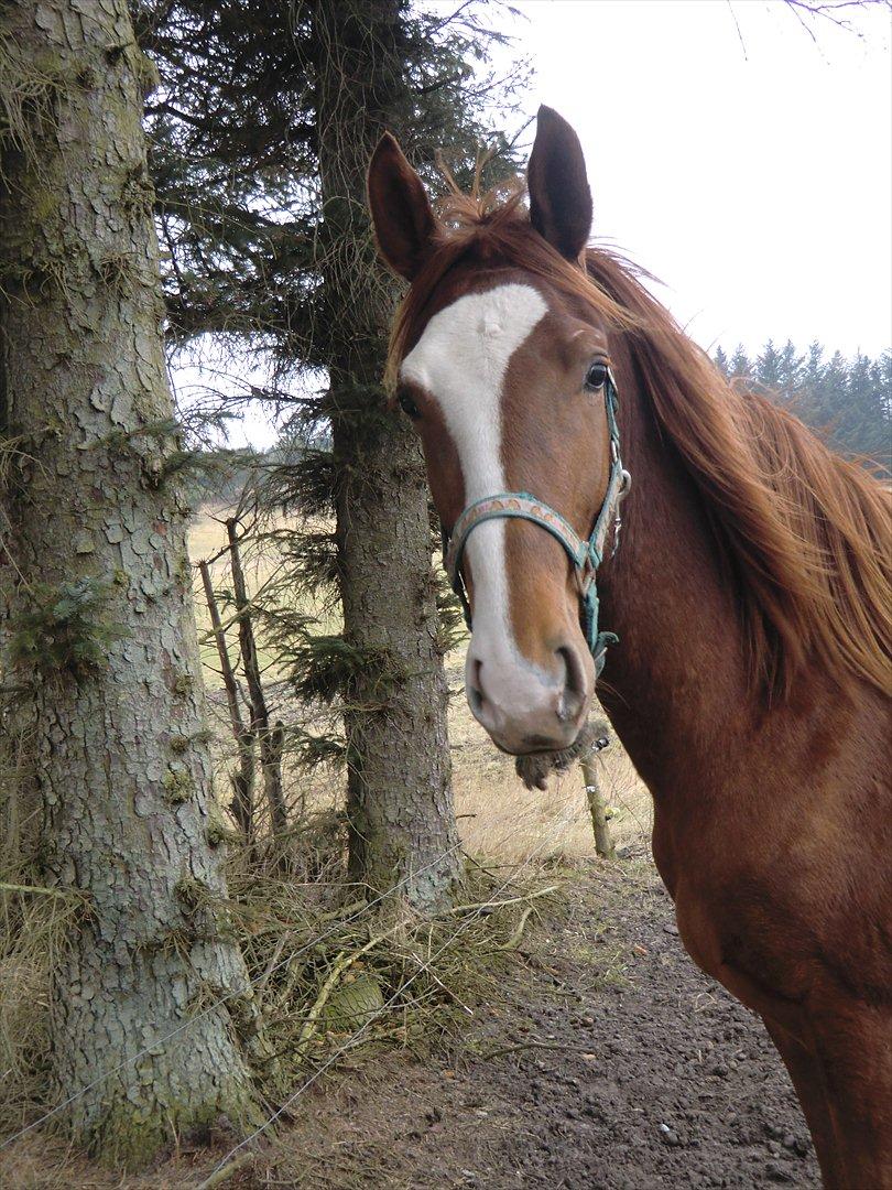 Dansk Varmblod trindbjerggårds lapazio billede 3