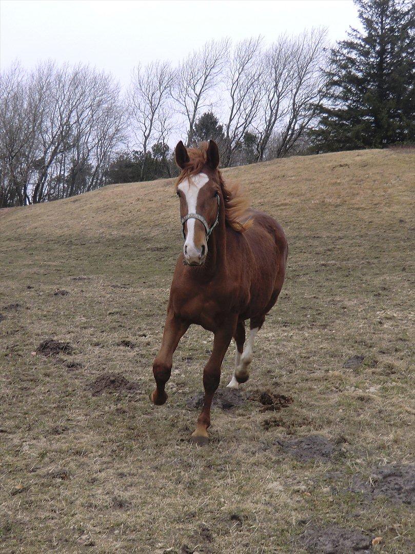 Dansk Varmblod trindbjerggårds lapazio billede 18