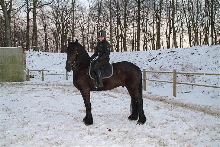 Frieser Tsjitse F Hyllested Østergaard - 1. gang jeg rider på ham:-) billede 3