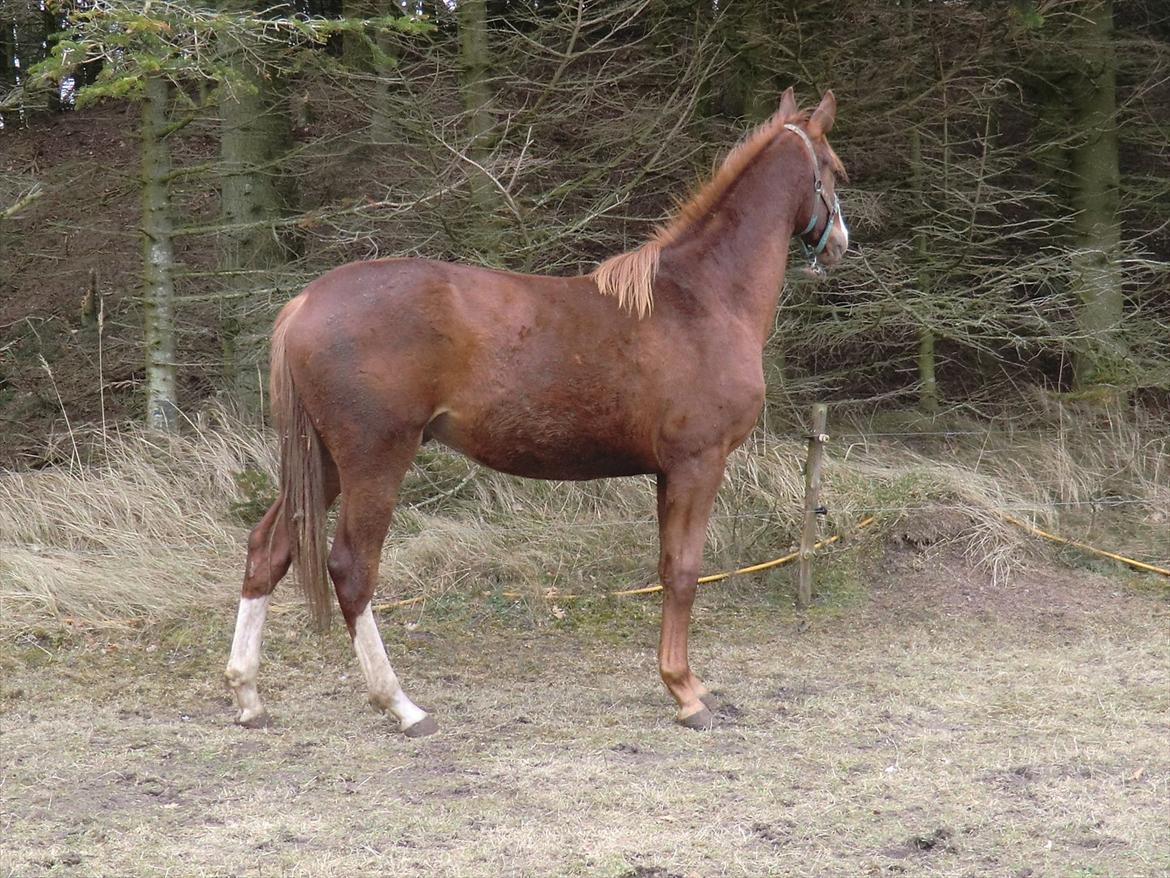 Dansk Varmblod trindbjerggårds lapazio billede 19