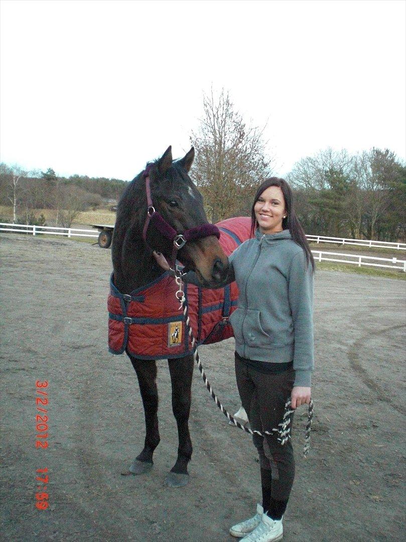 Fuldblod (XX) Adept  SOLGT billede 13