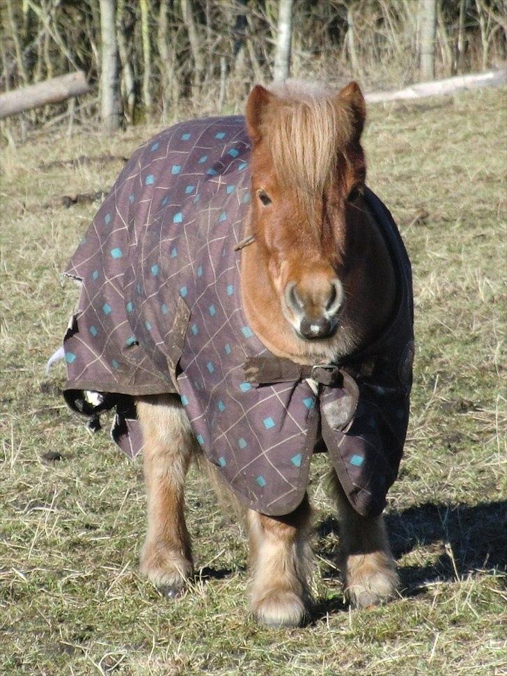 Shetlænder Lukas billede 2