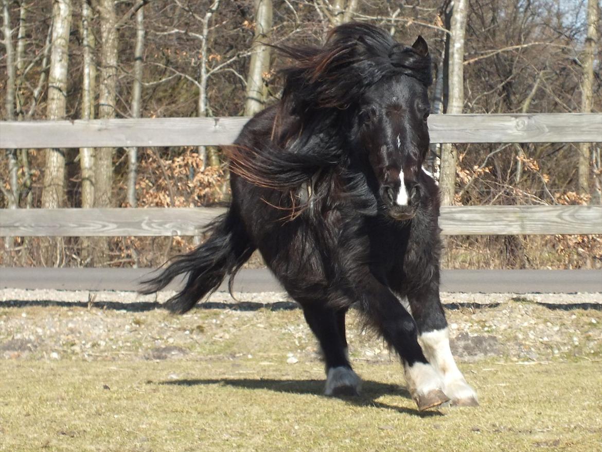 Shetlænder Ghost *Grynte* <3 - Ghost efter en super hyggelig tur ind til Isenvad :-) Taget af Santa :) billede 13