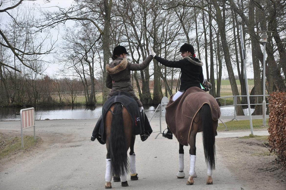 Tysk Sportspony Boss Bunter R - Sille og Jeg med Ninchen og Bosse<3 Foto: Trine Engermann billede 16