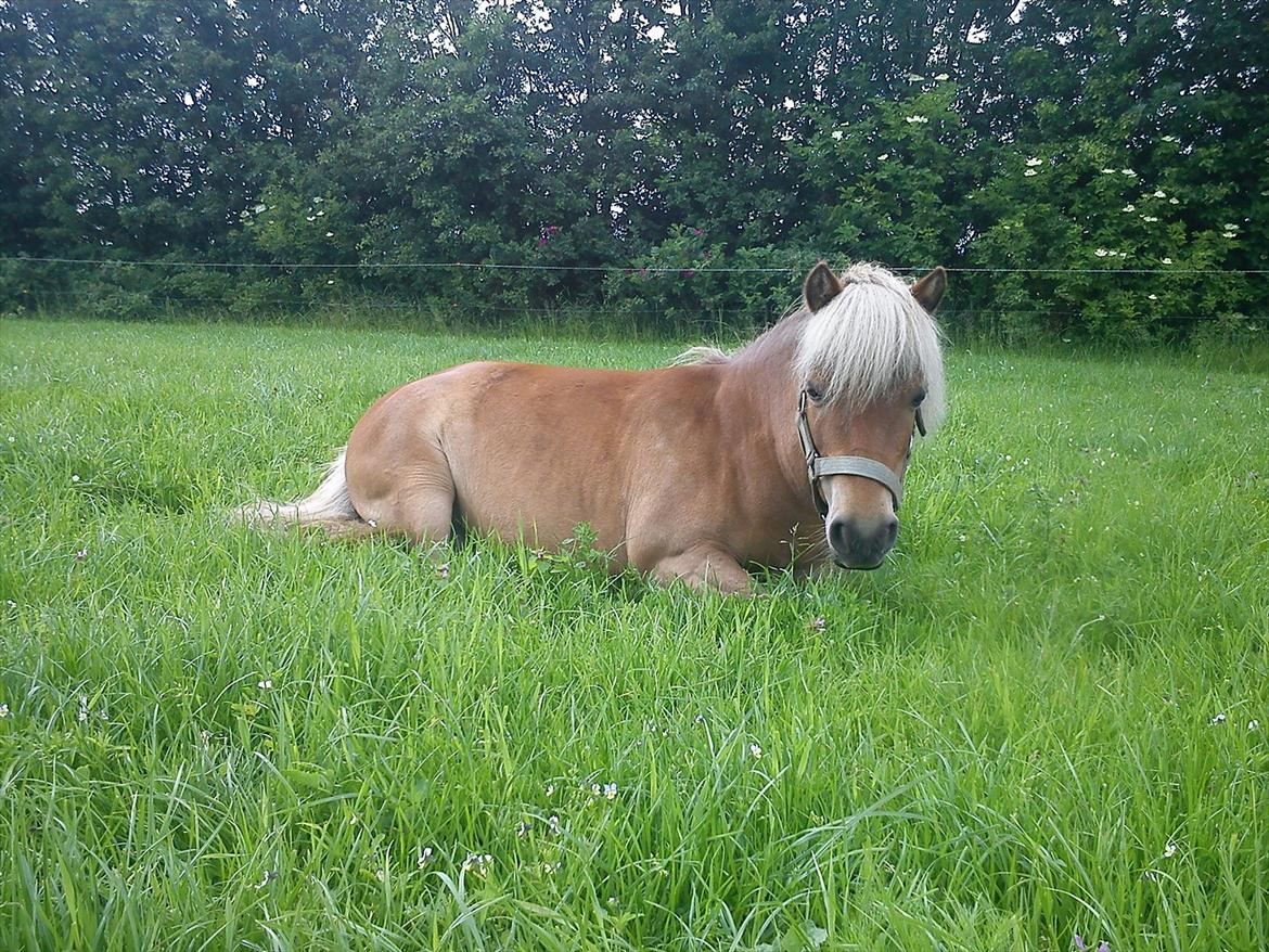 Shetlænder Ildka - Hygger på folden :-). billede 19
