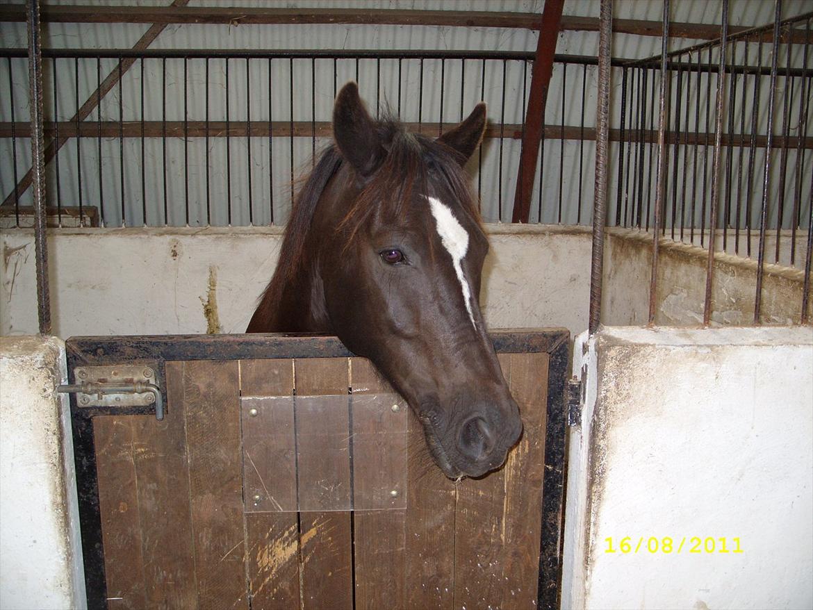 Anden særlig race Jimmy - Venter på mad billede 7