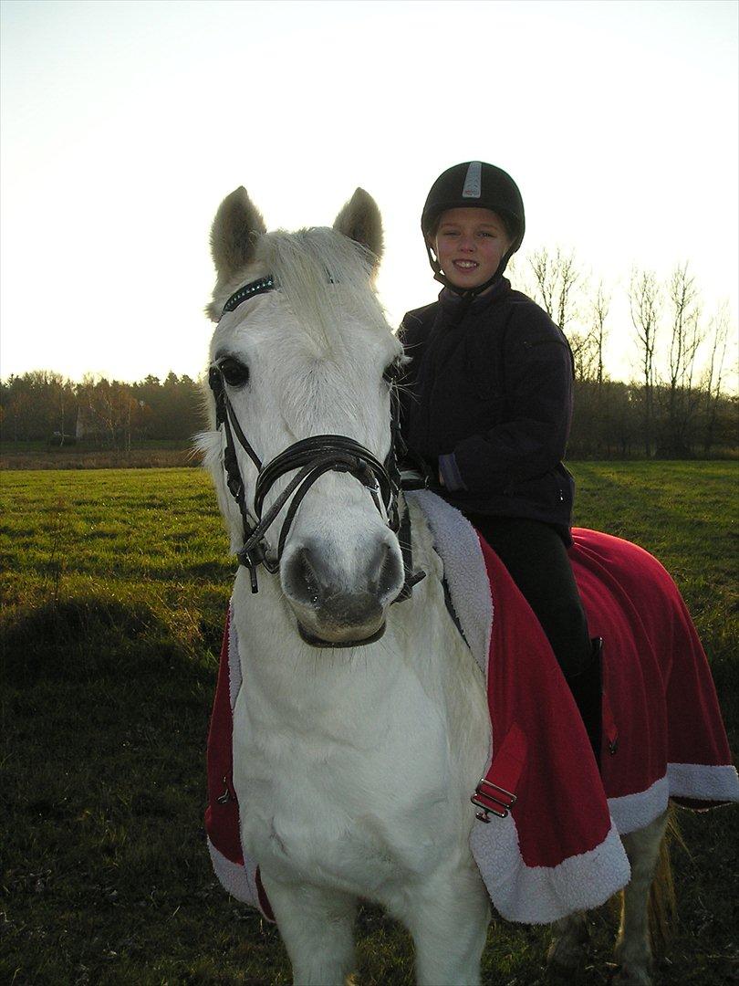 Welsh Pony (sec B) Hvide Charlie <3 - Os i solen;)<33 Du er så smuk ponz:*<'3 Foto: Far billede 6