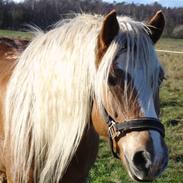 Haflinger RøgtergårdensWinner solgt