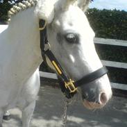 Welsh Pony (sec B) Freja