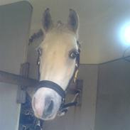 Welsh Pony (sec B) Freja