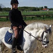 Welsh Pony (sec B) Freja