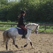 Welsh Pony (sec B) Freja