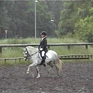 Welsh Pony (sec B) Freja