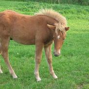 Islænder Darri fra vestergård
