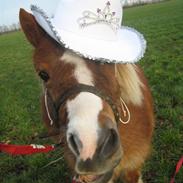 Shetlænder Overdrevet's labre sally